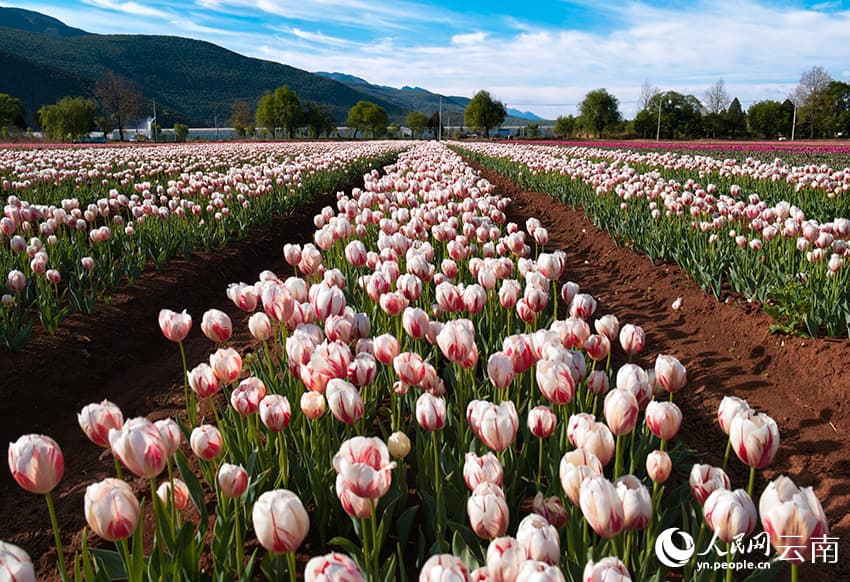 Весна в Лицзяне: тюльпановые поля на фоне снежных вершин
