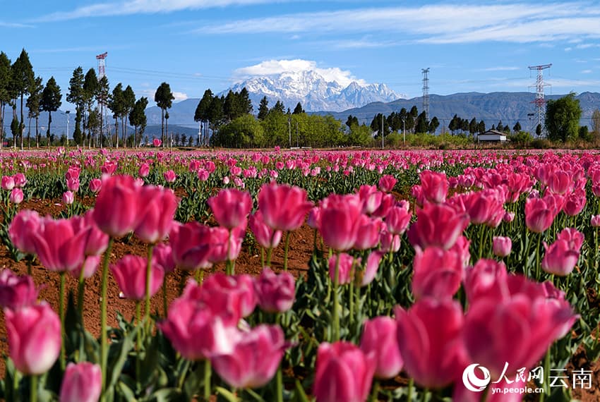 Весна в Лицзяне: тюльпановые поля на фоне снежных вершин