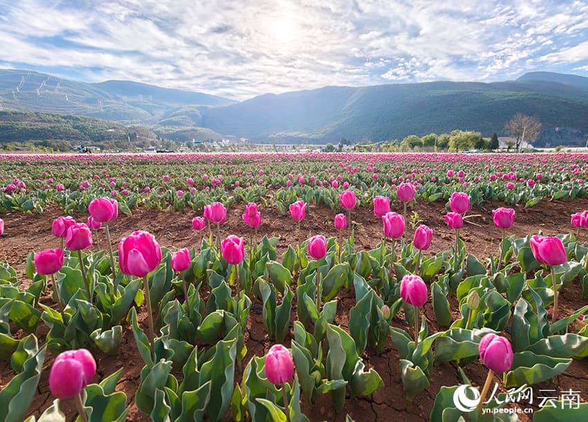Весна в Лицзяне: тюльпановые поля на фоне снежных вершин