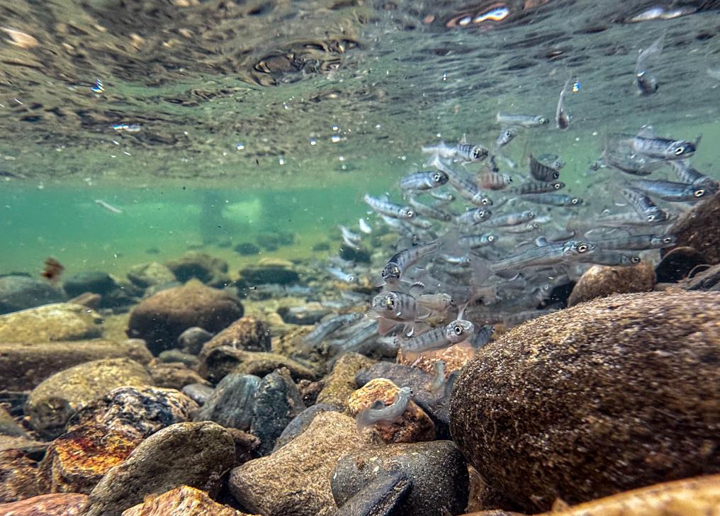 Китай выпустил 600 тыс. мальков в реку Тумэньцзян для содействия трансграничной экологической защите с Россией