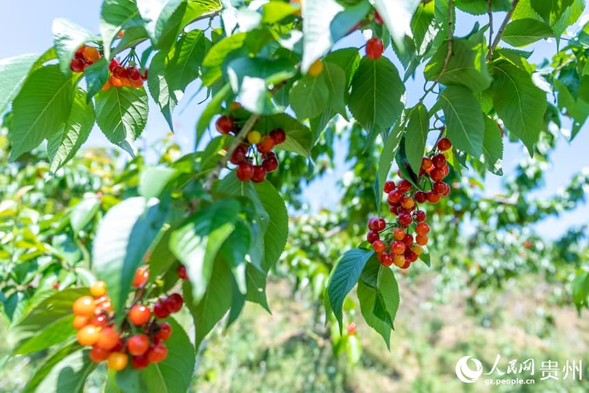 Богатый урожай вишни в Гуйчжоу