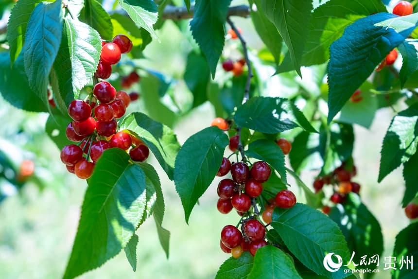 Богатый урожай вишни в Гуйчжоу