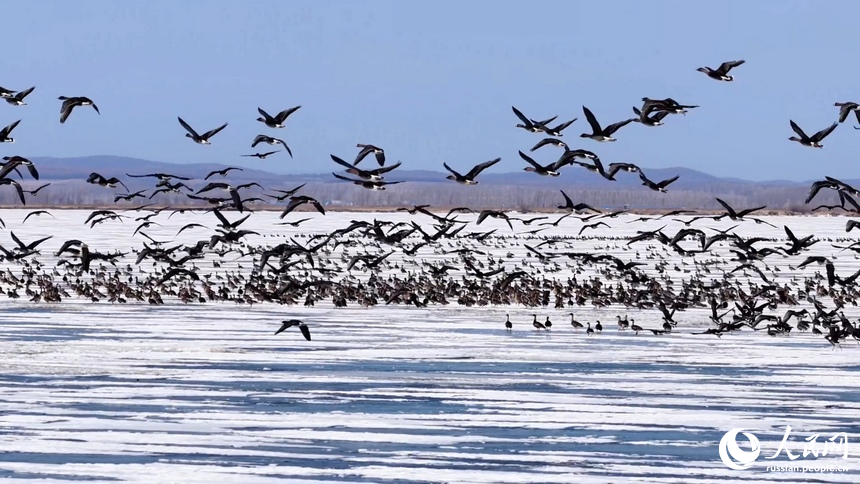 На озере Ханка зафиксирован пик весенней миграции перелётных птиц