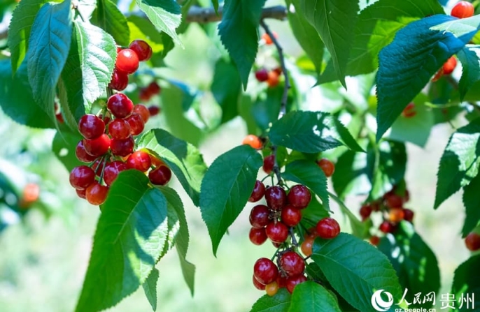 Богатый урожай вишни в Гуйчжоу