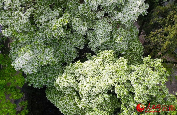 Юньнаньская деревня утопает в снежноцветах