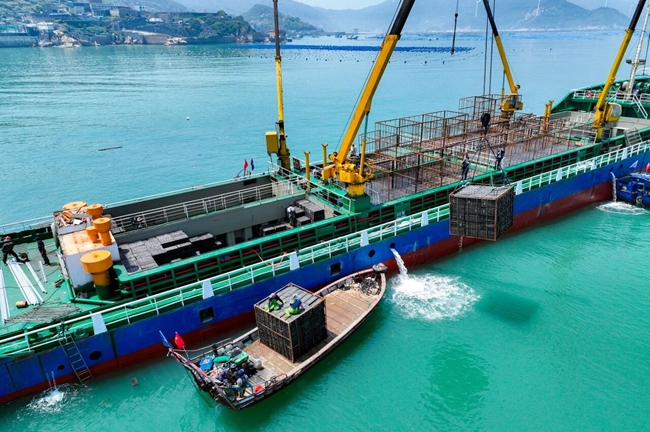 На юго-востоке Китая применяют уникальную «кочевую» модель сезонного разведения морских ушек