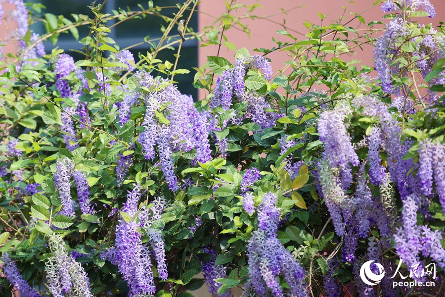 Сиреневый «цветопад»: в Сямэне зацвела петрея вьющаяся