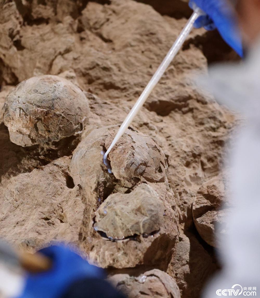 В Китае крупнейшее в мире скопление яиц динозавров получило «нанозащиту»