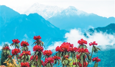 Вэньчуань в апреле: как цветущая гора стала туристическим магнитом