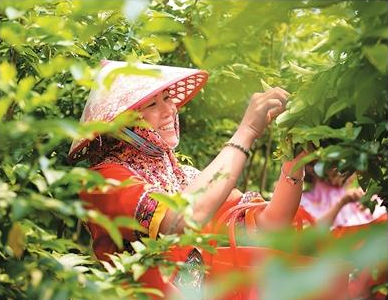 Лес дальбергии пахучей в Даньчжоу: от ценной древесины к лечебному чаю