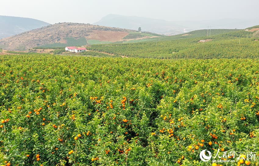 В Дали начался сбор позднеспелых мандаринов «вогань»