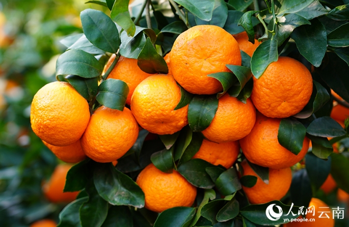 В Дали начался сбор позднеспелых мандаринов «вогань»