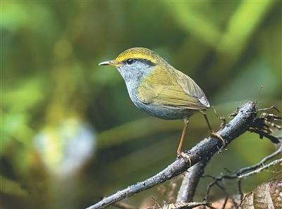 Маленький приграничный уезд Напо открывает миру свои пернатые сокровища